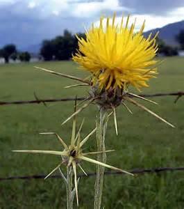 Pod Image
