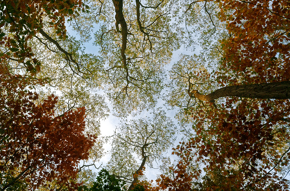 Disaster Preparedness, image of trees