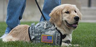 Service dog sitting on green grass